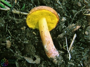 Kersrode boleet Aureoboletus gentilis.jpg